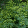 Alchemilla mollis - Abriachan Nurseries